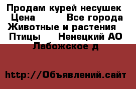 Продам курей несушек › Цена ­ 350 - Все города Животные и растения » Птицы   . Ненецкий АО,Лабожское д.